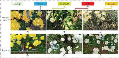 Image dataset of tea chrysanthemums in complex outdoor scenes